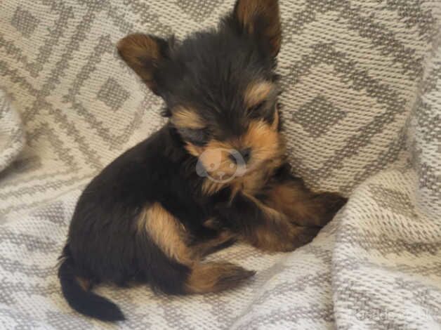 Outstanding Teacup Pedigree Yorkies for sale in Carlisle, Cumbria - Image 5