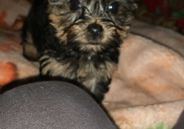 Outstanding Yorkshire terriers for sale in Yeovil, Somerset