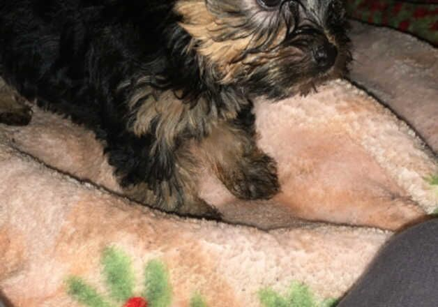 Outstanding Yorkshire terriers for sale in Yeovil, Somerset - Image 2