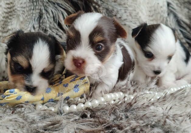 Outstaning rare Yorkshire terrier biewer for sale in Kingston upon Hull, East Riding of Yorkshire