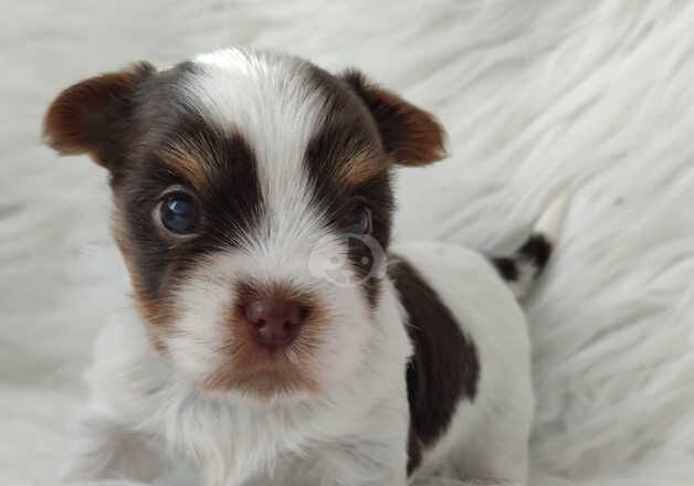 Outstaning rare Yorkshire terrier biewer for sale in Kingston upon Hull, East Riding of Yorkshire - Image 5