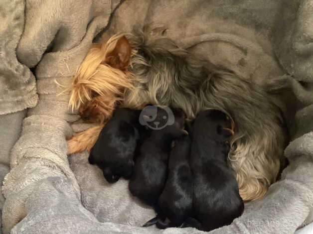 Pedigree Mini Yorkshire Terrier Puppies for sale in Kettering, Northamptonshire - Image 1