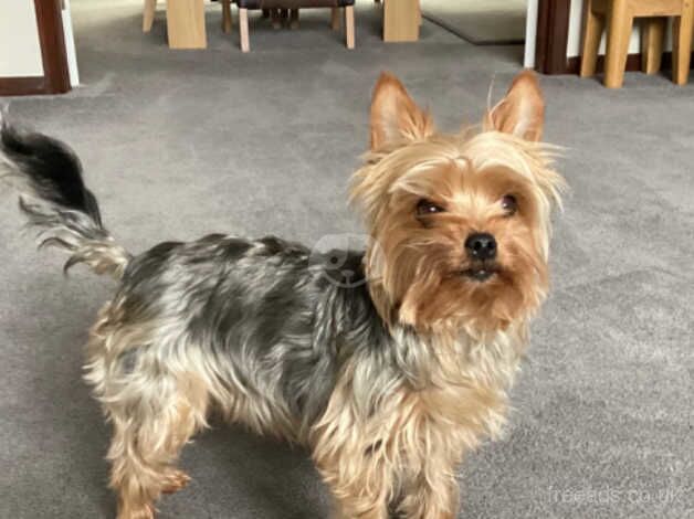 Pedigree Mini Yorkshire Terrier Puppies for sale in Kettering, Northamptonshire - Image 2