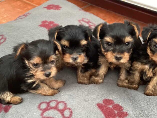 Pedigree Mini Yorkshire Terrier Puppies for sale in Kettering, Northamptonshire - Image 3