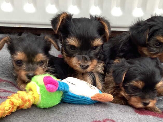 Pedigree Mini Yorkshire Terrier Puppies for sale in Kettering, Northamptonshire - Image 4