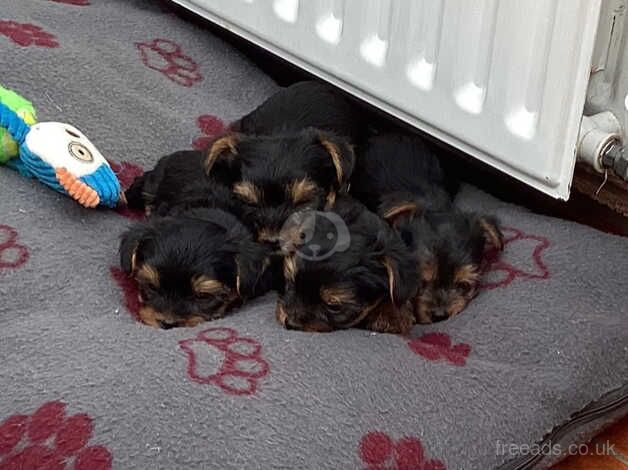 Pedigree Mini Yorkshire Terrier Puppies for sale in Kettering, Northamptonshire - Image 5