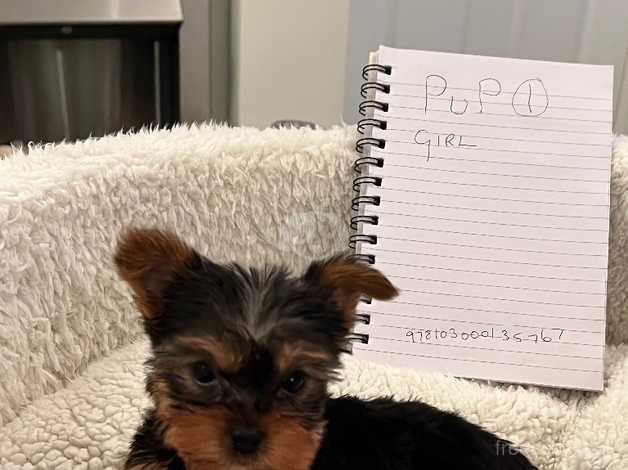 Pedigree Yorkshire terrier for sale in Peterlee, County Durham