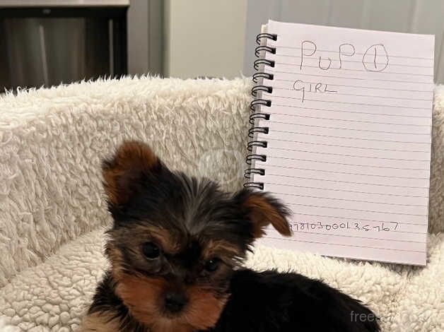 Pedigree Yorkshire terrier for sale in Peterlee, County Durham - Image 2