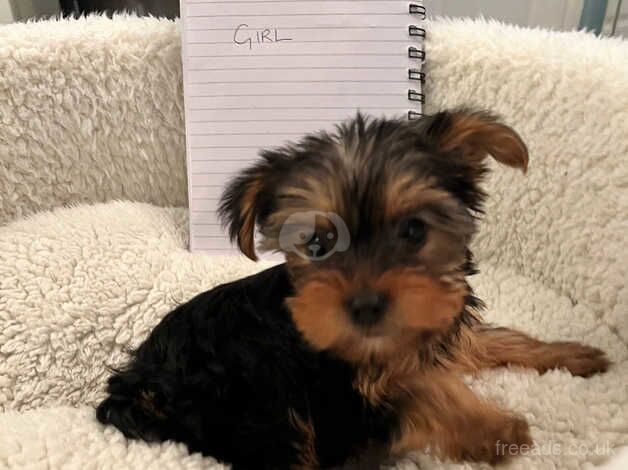 Pedigree Yorkshire terrier for sale in Peterlee, County Durham - Image 3