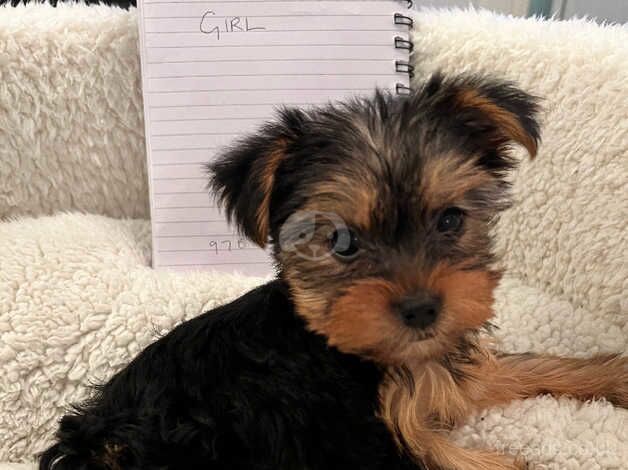 Pedigree Yorkshire terrier for sale in Peterlee, County Durham - Image 4