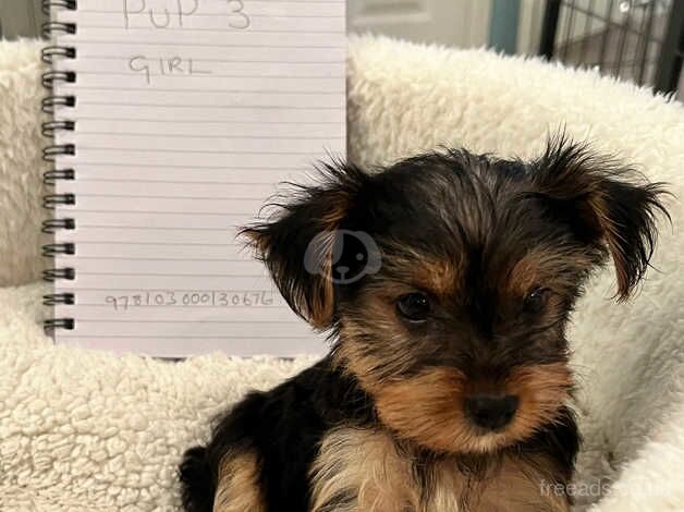 Pedigree Yorkshire terrier for sale in Peterlee, County Durham - Image 5