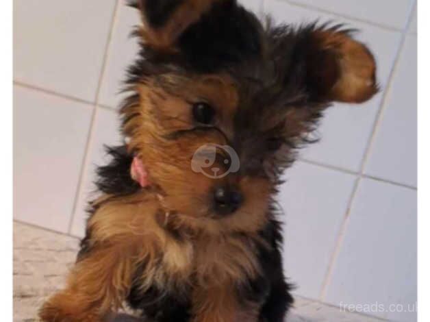 Pedigree Yorkshire terrier Puppys ready now for sale in Nuneaton, Warwickshire