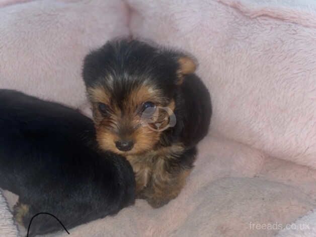 Pedigree Yorkshire terrier pups for sale in Evesham, Worcestershire - Image 1