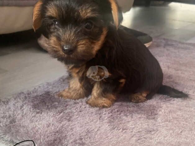 Pedigree Yorkshire terrier pups for sale in Evesham, Worcestershire - Image 2