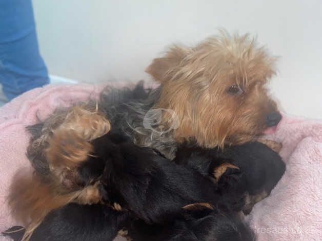 Pedigree Yorkshire terrier pups for sale in Evesham, Worcestershire - Image 3