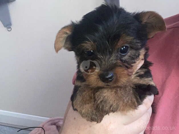 Pedigree Yorkshire terrier pups for sale in Evesham, Worcestershire - Image 4