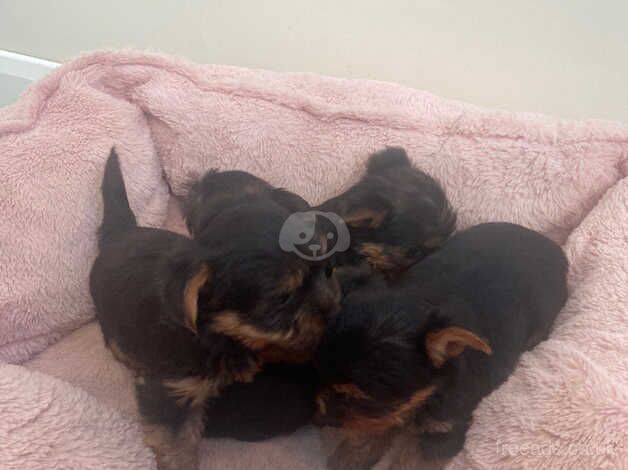 Pedigree Yorkshire terrier pups for sale in Evesham, Worcestershire - Image 5