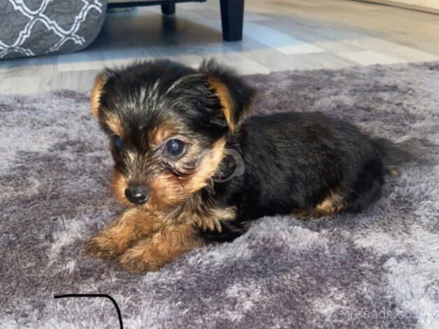 Pedigree Yorkshire Terrier pups for sale in Evesham, Worcestershire