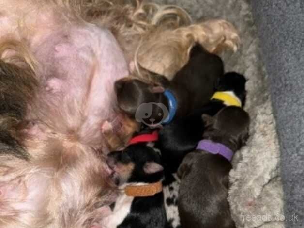 Pedigree Yorkshire terriers IHR registered parents for sael for sale in Bolton, East Lothian