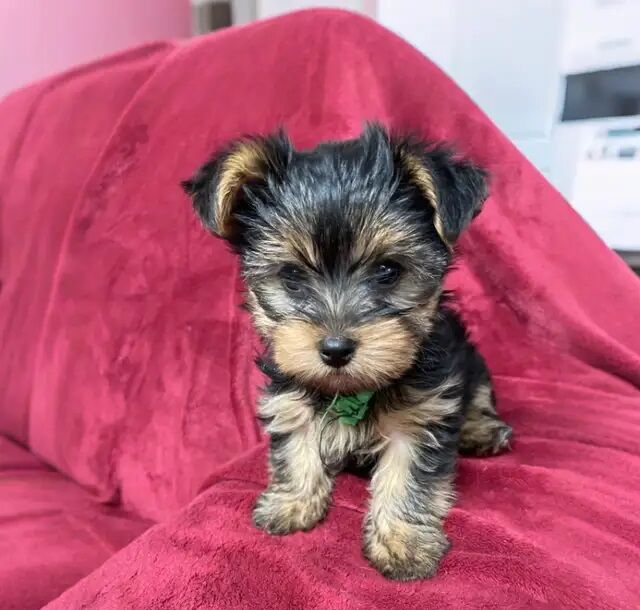 Playmate pedigree Yorkie puppies for sale in Southampton, Hampshire