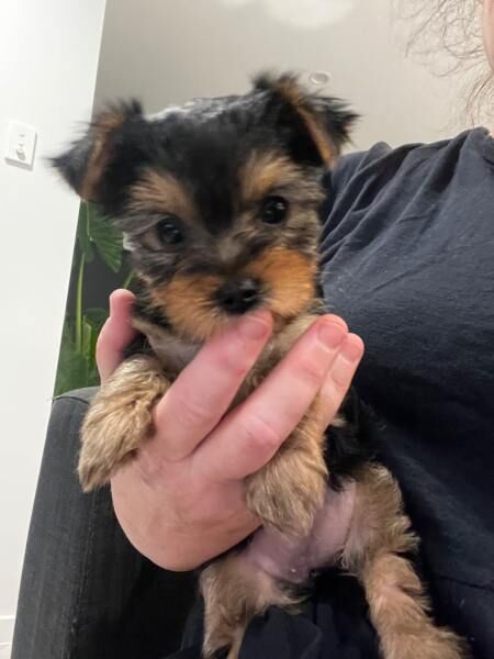 Precious Yorkshire Terrier puppies for sale in Bristol, Bristol