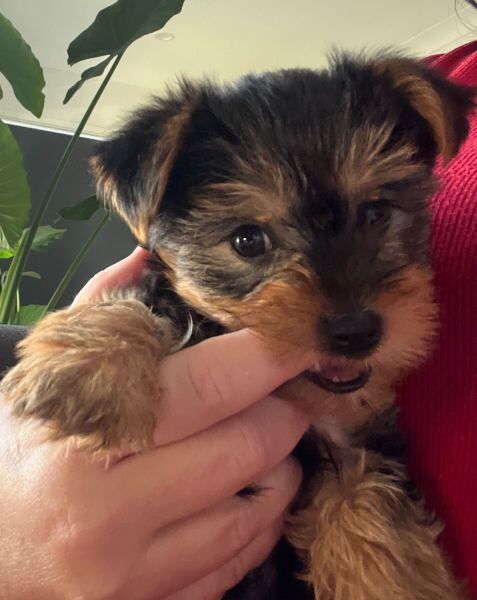 Precious Yorkshire Terrier puppies for sale in Twickenham, Greater London - Image 4