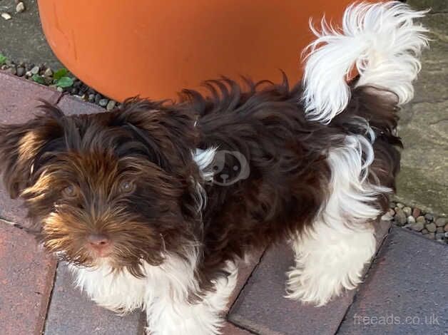 Yorkie Puppies For Sale Under £1,000