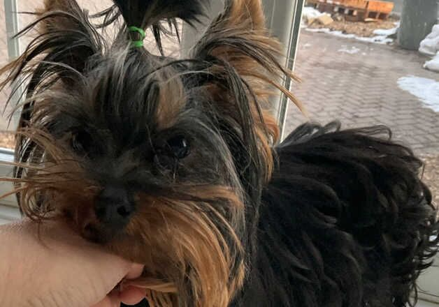 Pretty yorkie for sale in Dudley, West Midlands