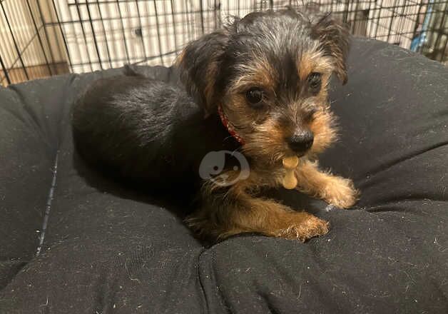 Puppies for home for sale in Lambeth, Lambeth, Greater London