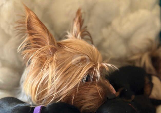 Puppies for home for sale in Lambeth, Lambeth, Greater London - Image 3