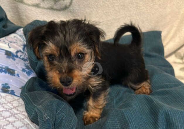 Puppies for home for sale in Lambeth, Lambeth, Greater London - Image 4