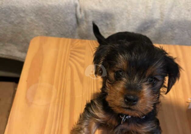 Puppies for home for sale in Lambeth, Lambeth, Greater London - Image 5