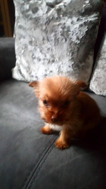 Puppies for sale in Blackpool, Lancashire - Image 3