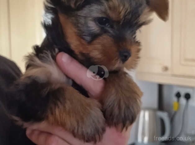 Puppies for sale in Chelmsford, Essex - Image 1