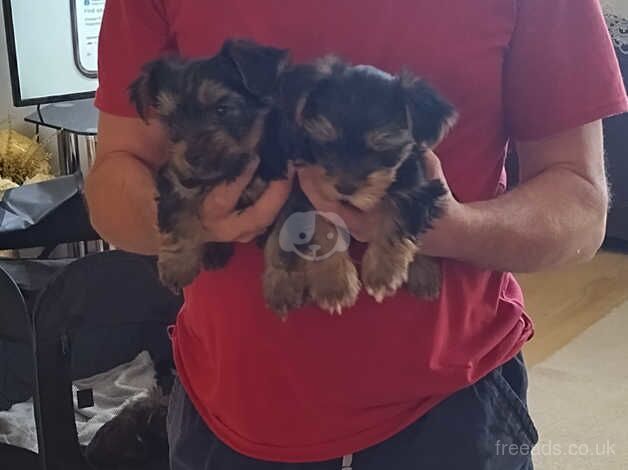 Puppies for sale in Chelmsford, Essex - Image 2