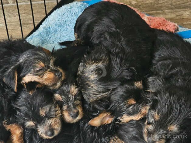 puppies Yorkshire terrier for sale in Coleraine