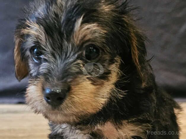 puppies Yorkshire terrier for sale in Coleraine - Image 2