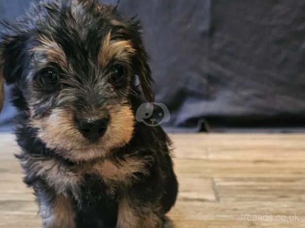 puppies Yorkshire terrier for sale in Coleraine - Image 3