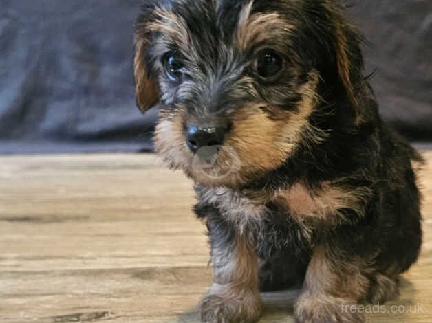 puppies Yorkshire terrier for sale in Coleraine - Image 4