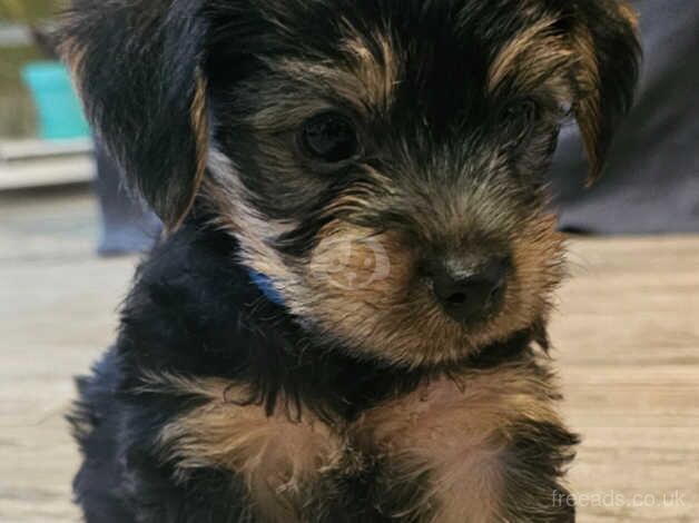 puppies Yorkshire terrier for sale in Coleraine - Image 5