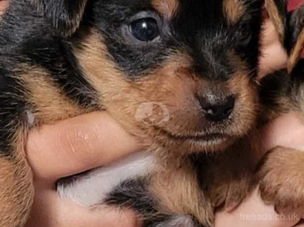 One beautiful Yorkshire terrier girl for sale in Derby, Derbyshire - Image 2