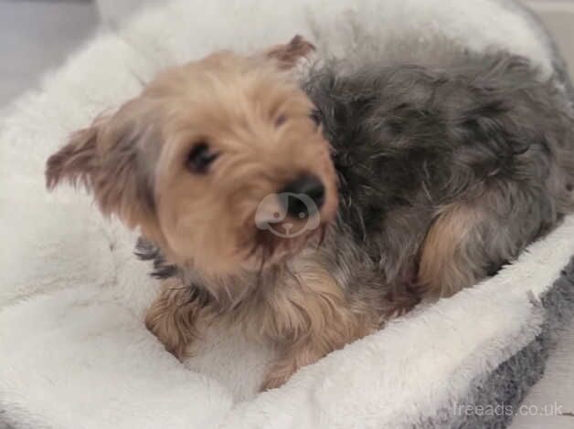 One beautiful Yorkshire terrier girl for sale in Derby, Derbyshire - Image 3