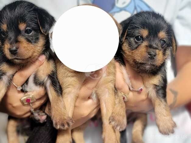 Puppies yorkshire terriers for sale in Derby, Derbyshire