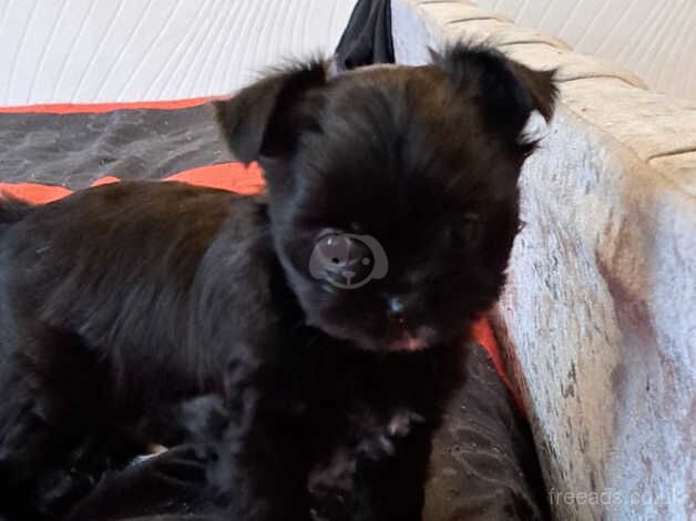 PUPPY for sale in Oldham, Greater Manchester - Image 1