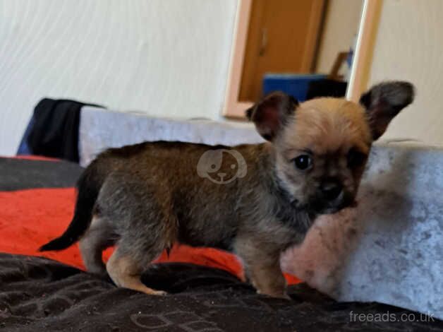 PUPPY for sale in Oldham, Greater Manchester - Image 3