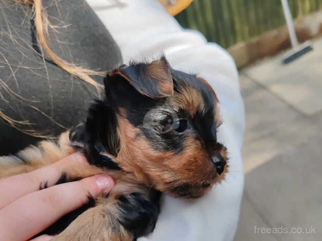 Puppy for sale in Peterborough, Cambridgeshire