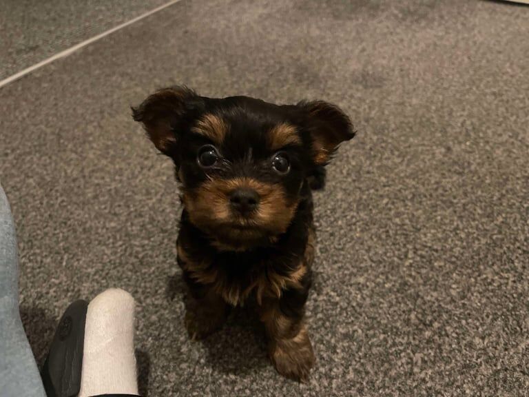 Puppy Yorkshire Terrier for sale in Lincoln, Lincolnshire