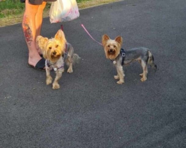 Puppy Yorkshire terrier for sale in Knottingley, West Yorkshire