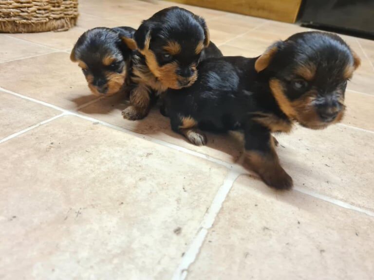 Puppy Yorkshire terrier for sale in Knottingley, West Yorkshire - Image 2