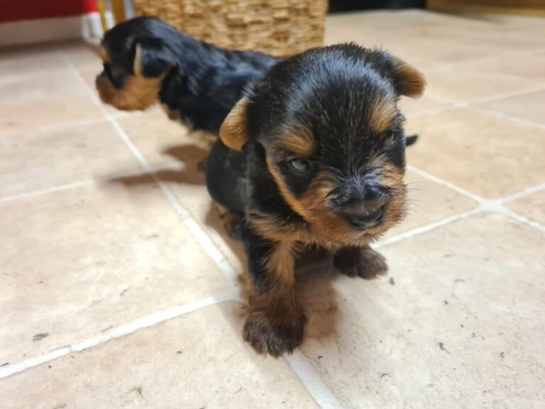 Puppy Yorkshire terrier for sale in Knottingley, West Yorkshire - Image 3